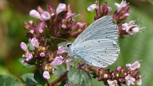 Celastrina argiolus